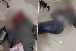 Dog Licking Blood of Injured Patient In UP Hospital Video Goes Viral: 6 Health Workers Terminated
