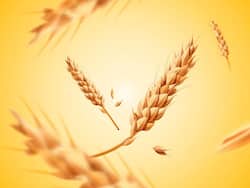 गेहूं से ज्यादा फायदेमंद है जौ का आटा, मिलते हैं ये 5 जबरदस्त फायदे