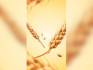 नाश्ते में जौ से बनाएं ये 5 'हेल्दी' चीजें