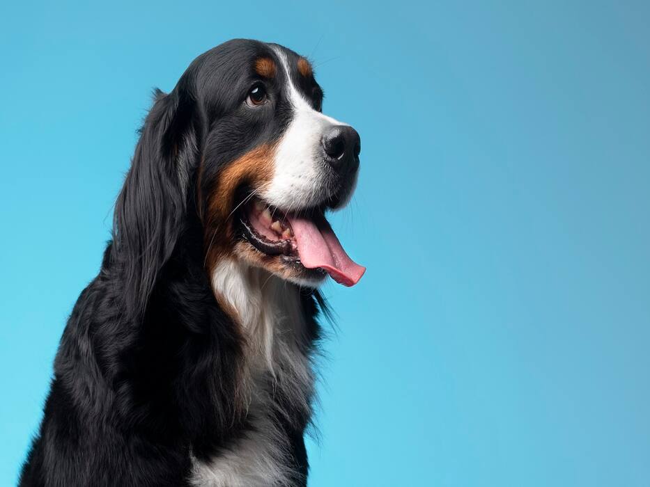 5 Pets To Help Get You Through Depression