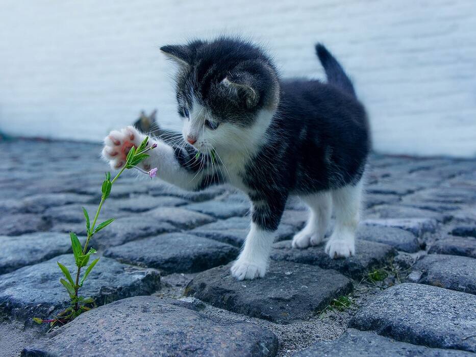 5 Pets To Help Get You Through Depression