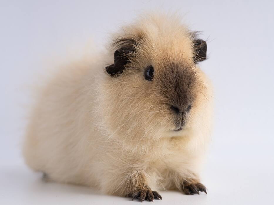 5 Pets To Help Get You Through Depression