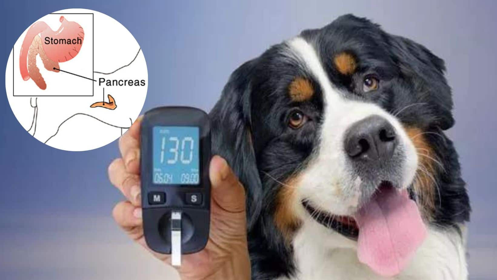 Diabetes In Dogs Causes, Effects And How To Take Care of Your Pet ...