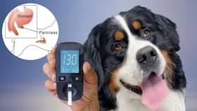 Diabetes In Dogs: Causes, Effects And How To Take Care of Your Pet