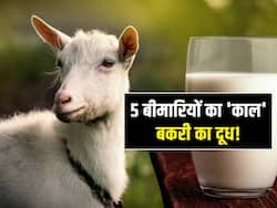 डेंगू नहीं इन 5 बड़ी बीमारियों में भी फायदेमंद है 'बकरी का दूध', जानें कितने मिनट में दूध पीने से मिलता है लाभ