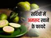 सर्दियों में अमरूद खाना है बेहद फायदेमंद, इन 5 बीमारियों से रखता है कोसों दूर