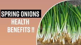 Spring Onion: Seasonal Winter Vegetable With Many Health Benefits, Watch Video Spring Onion: Seasonal Winter Vegetable With Many Health Benefits, Watch Video