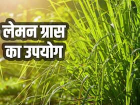 लेमन ग्रास का उपयोग कैसे करें, जानें गठिया के दर्द से लेकर चेहरे पर लगाने तक इसके 5 इस्तेमाल लेमन ग्रास का उपयोग कैसे करें, जानें गठिया के दर्द से लेकर चेहरे पर लगाने तक इसके 5 इस्तेमाल