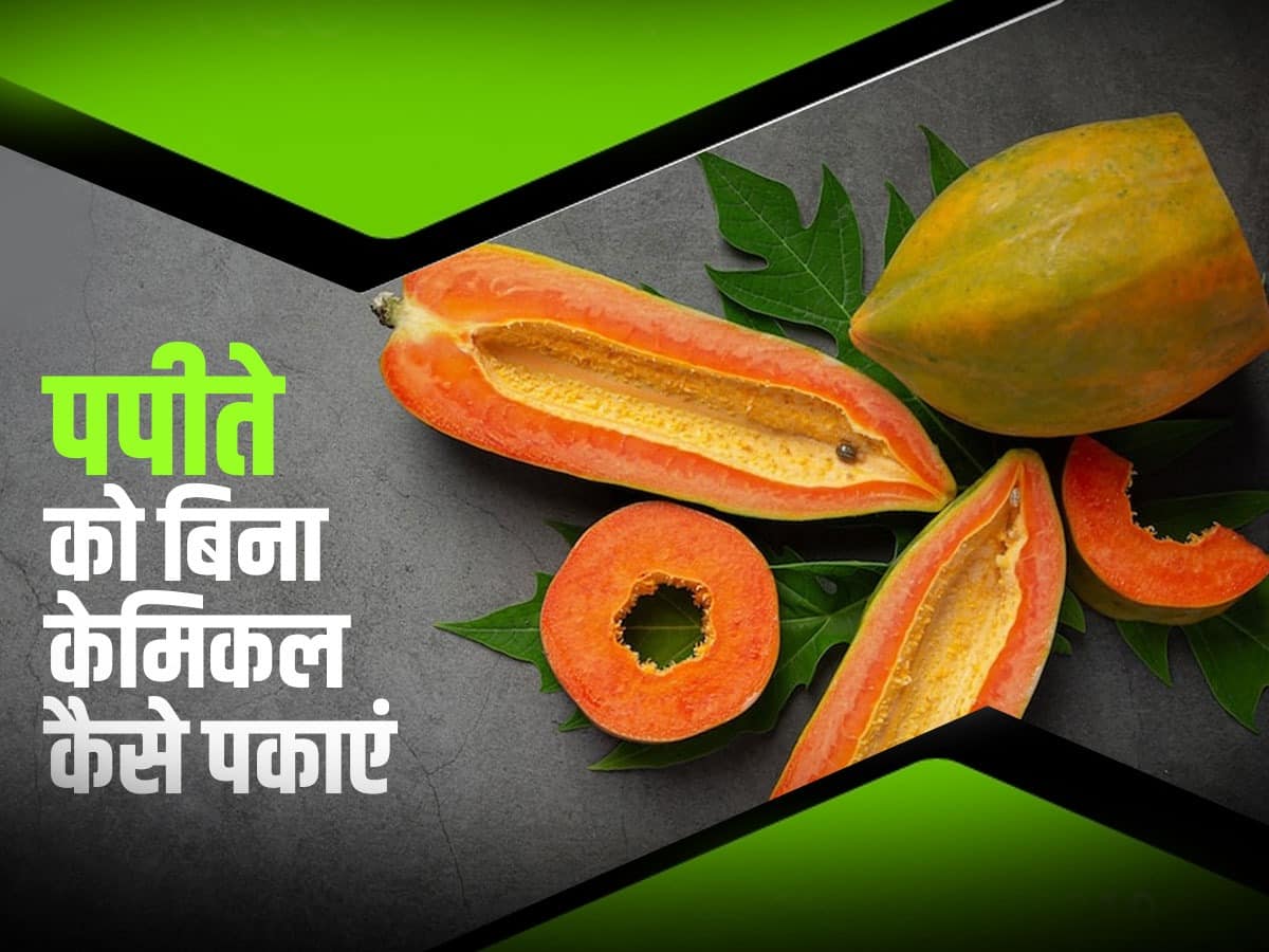 Kacha Papita Ko Kaise Pakaye पपीते को बिना केमिकल कैसे पकाएं