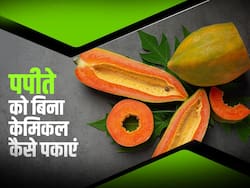 पपीते को बिना केमिकल कैसे पकाएं ताकि सेहत को न हो कोई नुकसान, जानिए ये 2 आसान टिप्स