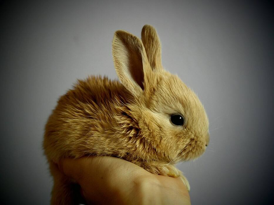 5 Pets To Help Get You Through Depression