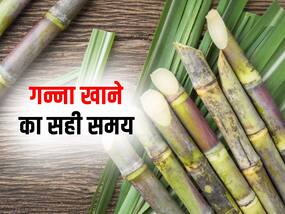 गन्ना कब खाना चाहिए? जानें सर्दियों में इसे खाने का सही समय और 5 फायदे