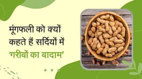 Peanuts को क्यों कहा जाता है सर्दियों में 'गरीबों का बादाम', Watch Video Peanuts को क्यों कहा जाता है सर्दियों में 'गरीबों का बादाम', Watch Video
