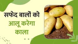 Potato Juice के इस फायदे से आप हैं अंजान, देखें ये Video