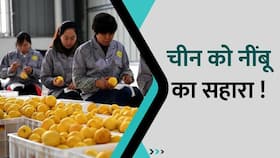 Coronavirus: चीन में हालात बेकाबू, क्या कोरोना से बचाएगा नींबू? Watch Video