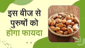 JackFruits: मर्दों को खाने चाहिए इस फल के बीज, होगा ये फायदा, Watch Video