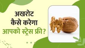 ये Dryfruit आपको करेगा Stress Free, जानें कैसे ? Watch Video