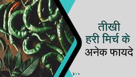 Green Chilli Benefits: जानिए हरी मिर्च खाने के बेहतरीन फायदे, Watch Video