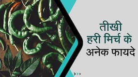 Green Chilli Benefits: जानिए हरी मिर्च खाने के बेहतरीन फायदे, Watch Video