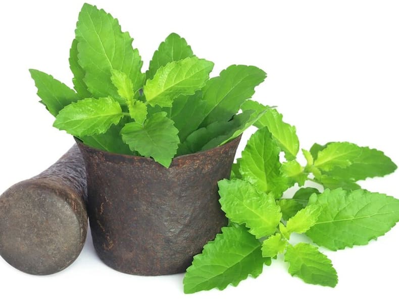 खाली पेट इन 5 पत्तों को चबाने से बीमारियां रहेंगी कोसों दूर, जानिए किस बीमारी में कौन से पत्ते हैं ज्यादा फायदेमंद