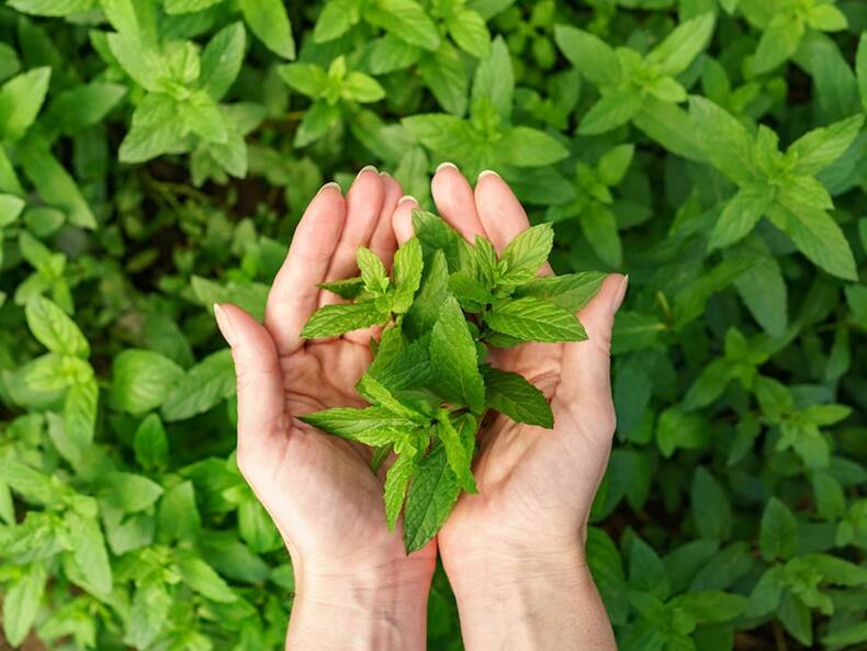 खाली पेट इन 5 पत्तों को चबाने से बीमारियां रहेंगी कोसों दूर, जानिए किस बीमारी में कौन से पत्ते हैं ज्यादा फायदेमंद