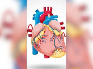 8 Tips To Improve Cardiovascular Health