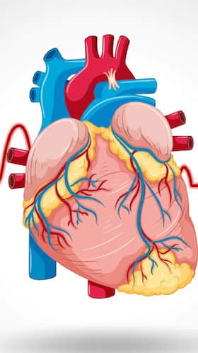 8 Tips To Improve Cardiovascular Health 8 Tips To Improve Cardiovascular Health