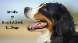 Heart Attack And Stroke In Dogs: Symptoms, Causes And More
