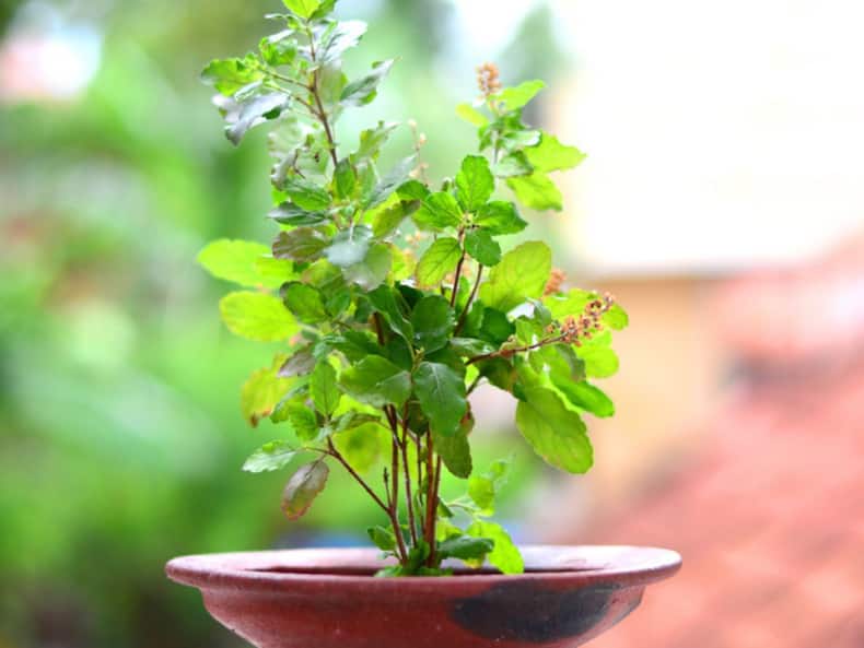 सुबह खाली पेट इन 5 चीजों को चबाने से सीजनल बीमारियां रहती हैं दूर, जानें इम्यूनिटी बूस्ट करने के आयुर्वेदिक टिप्स