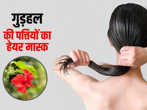 Hibiscus Leaves Hair Mask : गुड़हल के पत्तों से तैयार करें हेयर मास्क, बालों को मिलेगी मजबूती हिंदी Hibiscus Leaves Hair Mask : गुड़हल के पत्तों से तैयार करें हेयर मास्क, बालों को मिलेगी मजबूती हिंदी