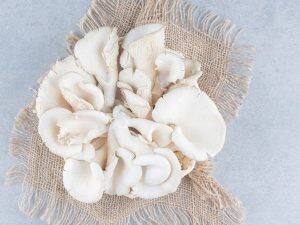 Which-Mushrooms-is-Good-For-Pregnancy