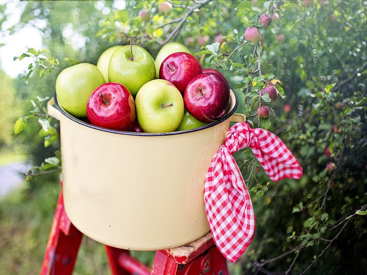 Green vs red apple: Which is healthier?