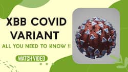 Omicron Variant: New Covid Subvariant XBB Spreading In The U.S, Nightmare For People, Watch Video