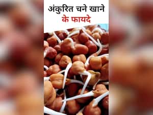 सुबह अंकुरित चने खाने के फायदे