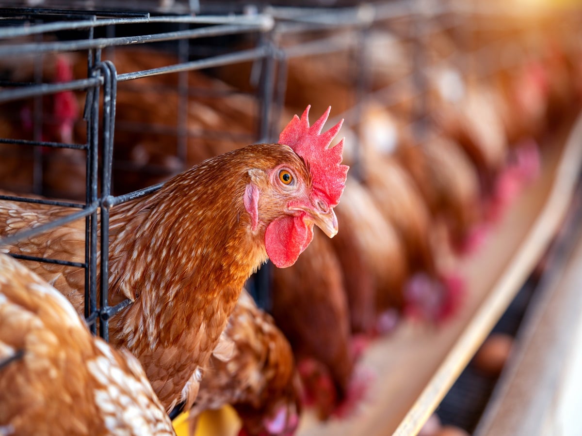 Bird Flu Outbreak In Europe: 2,500 Outbreaks In 37 Countries This Year ...
