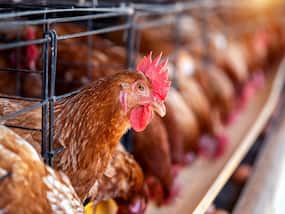 Bird Flu Outbreak In Europe: 2500 Outbreaks In 37 Countries This Year