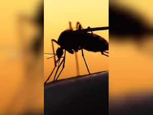 Zika Virus To Malaria: All About Mosquito-Borne Diseases