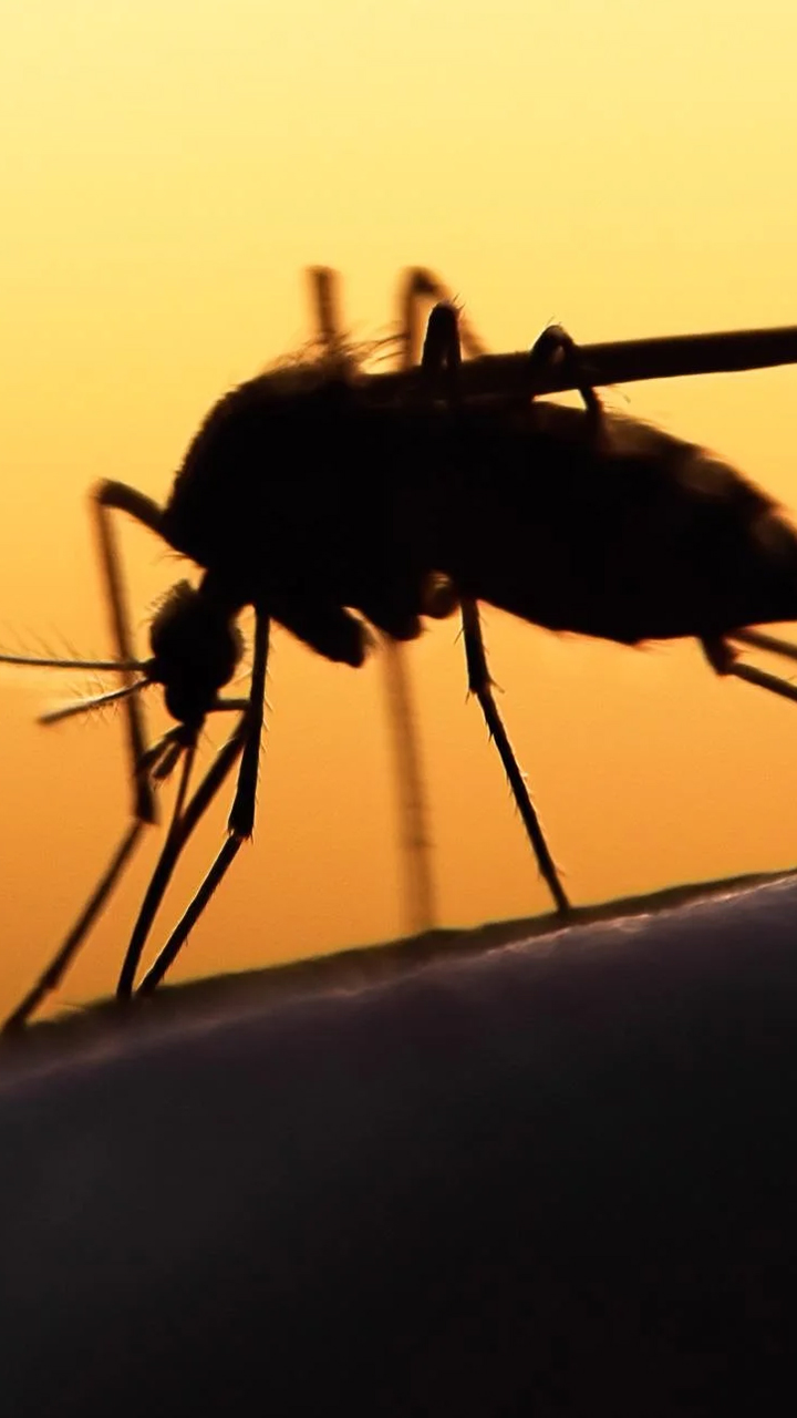 Zika Virus To Malaria: All About Mosquito-Borne Diseases