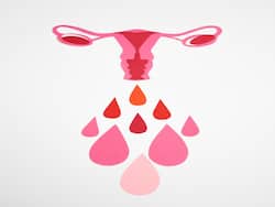 Male hormone    in a woman   s body? Know Why Testosterone Is Found In Human Female