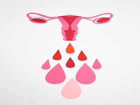 Male hormone    in a woman   s body? Know Why Testosterone Is Found In Human Female