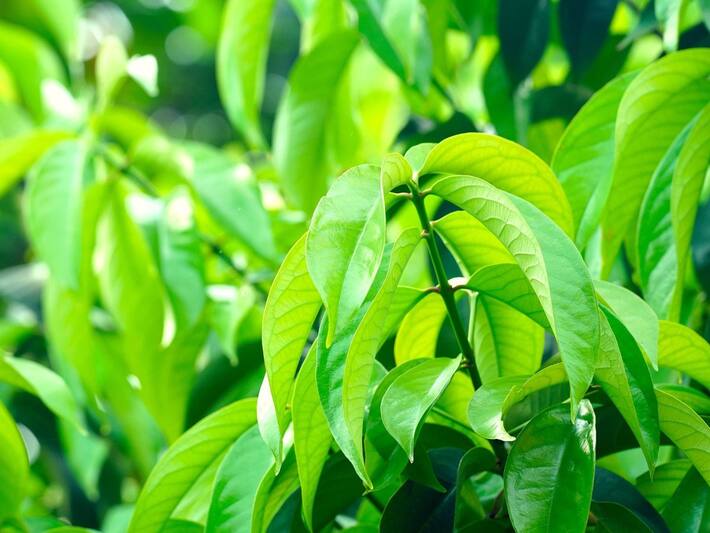 6 Benefits Of Boiled Mango Leaves | TheHealthSite.com