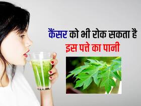 papaya leaves: सुबह उठते ही खाली पेट पीएं इस पत्ते का पानी, दूर होगा कैंसर और डायबिटीज जैसी 5 बीमारियों का खतरा