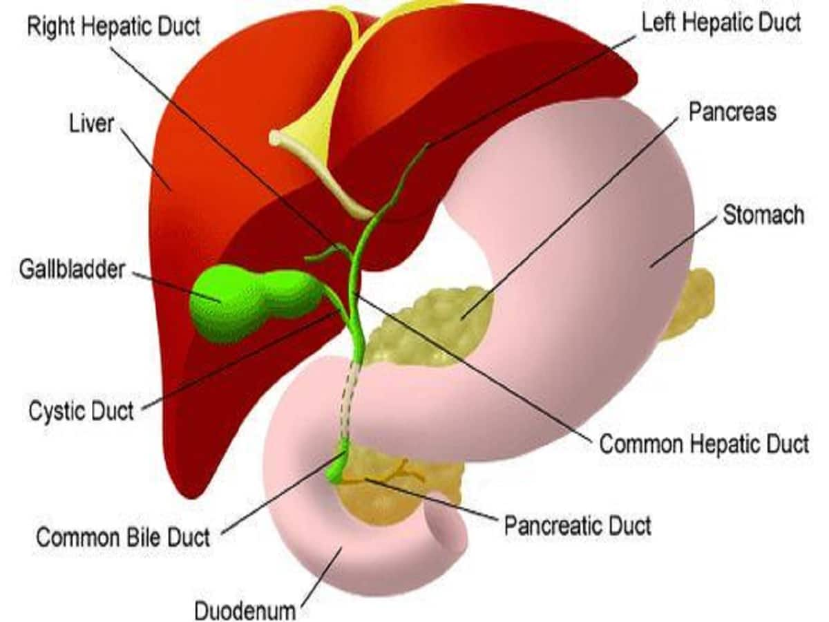 endoscopy-laparoscopy-or-open-surgery-which-is-the-treatment-option