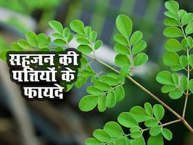 पानी में उबालकर पी लें इस पेड़ के पत्ते, मजबूत हड्डियों के साथ शरीर को होते हैं ये 5 फायदे