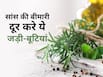 ठंड की वजह से बढ़ सकती है सांस फूलने की समस्या, इन आयुर्वेदिक जड़ी-बूटियों से परेशानी करें कंट्रोल