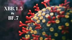 XBB.1.5 Vs BF.7 Omicron Variant: Which One Is Most Dangerous? Check Out The Symptoms