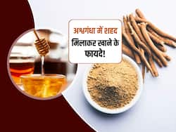 अश्वगंधा और शहद खाने से दूर होते हैं शरीर में छिपे ये 5 रोग! जानें किस मर्ज को नष्ट करता है ये आयुर्वेदिक नुस्खा