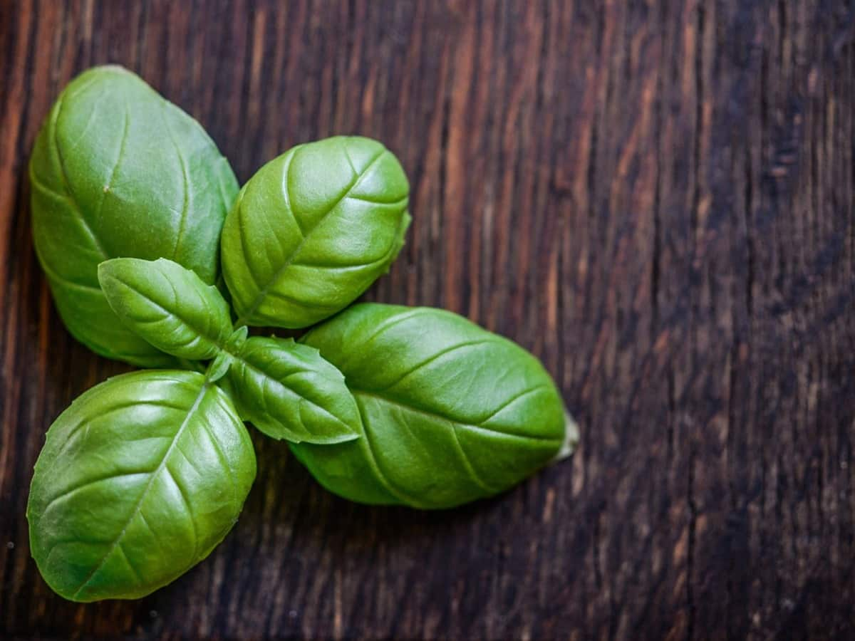 Benefits Of Basil Seeds Add This Herb In Your Diet And See The