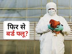 बर्ड फलू के केस मिलने से 3 महीनों तक चिकन-अंडों की बिक्री पर बैन, जानिए कहां-कहां लगेगी रोक