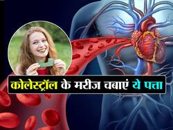 इस पत्ते को चबाने से कंट्रोल होगा Bad cholesterol, जानें किस समय चबाने से मिलेगा ज्यादा फायदा